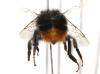 Bombus sp.